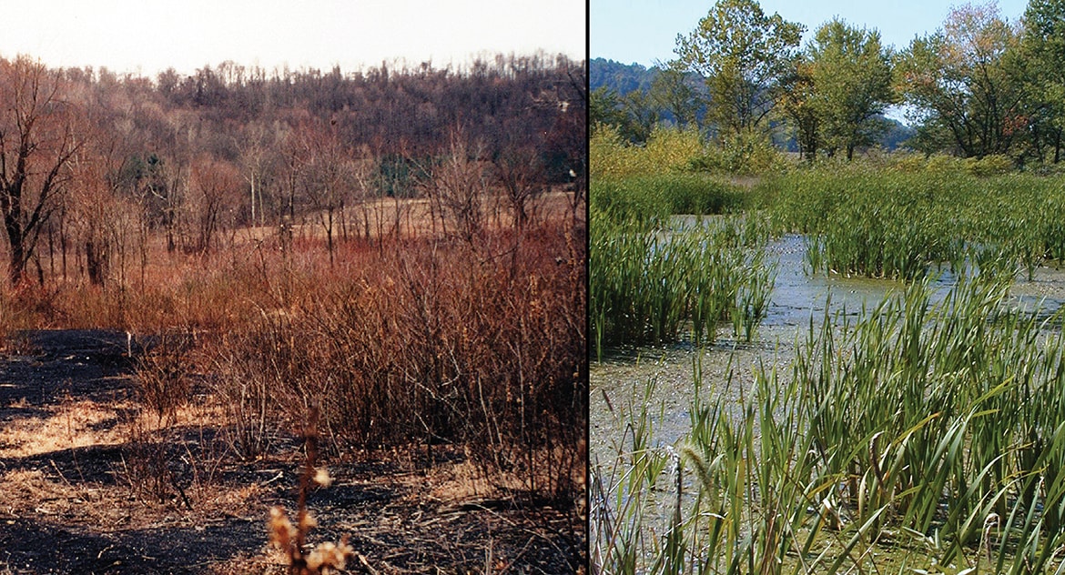 Wills Creek Ecological Restoration Burgess Niple